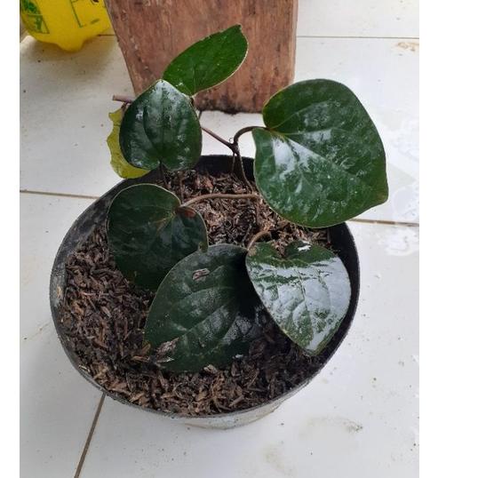 Jual Harga Max Bibit Sirih Hitam Asli Hutan Shopee Indonesia