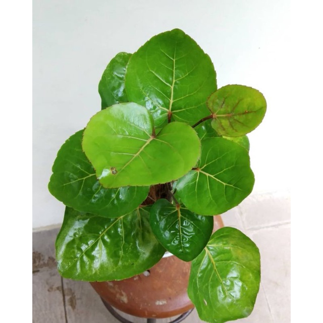 Jual Tanaman herbal daun mangkokan / mamangkokan / godong mangkokan ...