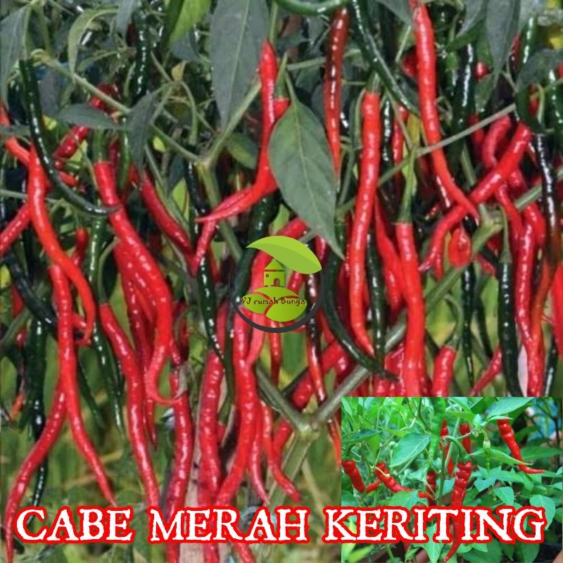 Jual Benih cabe merah keriting unggul/benih cabai merah keriting BO7 ...