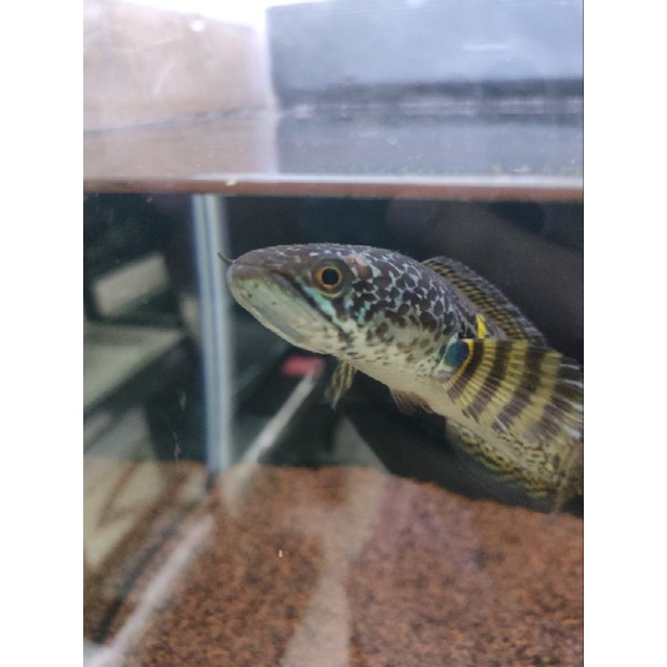 Jual ranti 3-18cm | Shopee Indonesia