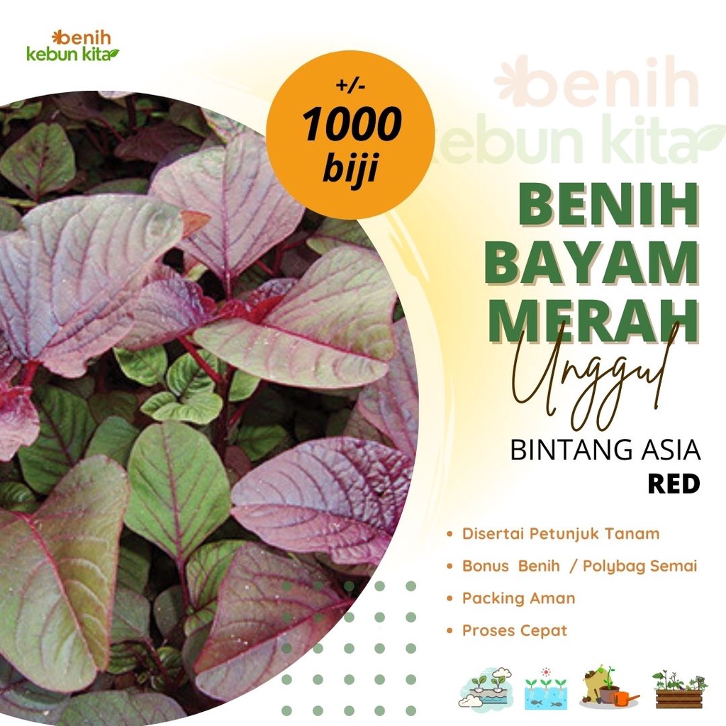 Jual 1000 Benih Bayam Merah Red Bintang Asia Bibit Tanaman Sayur