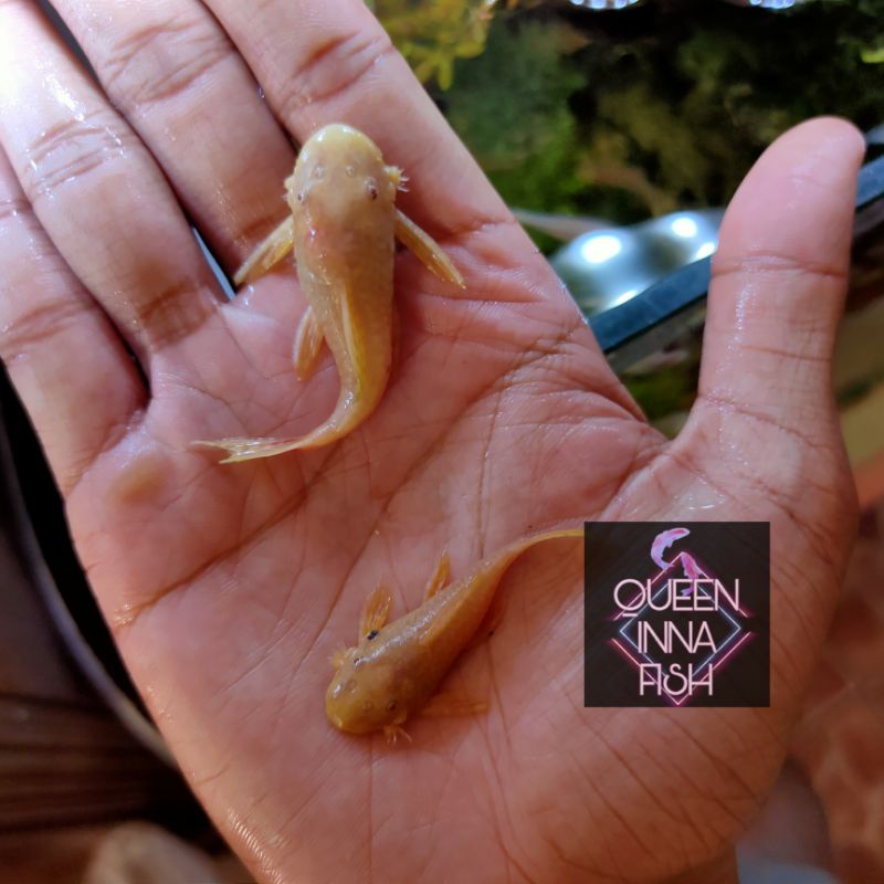 Jual Ikan Sapu Sapu Hias Mini Brushmouth Albino Ikan Pleco L144