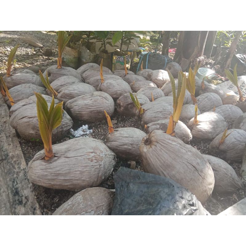 Jual bahan bonsai kelapa kuning,hijau,oren sudah ada tunas promo beli 2