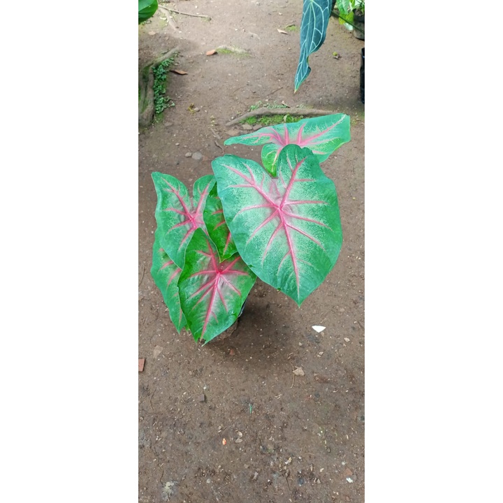 Jual Tanaman Hias Caladium Hortulanum Shopee Indonesia