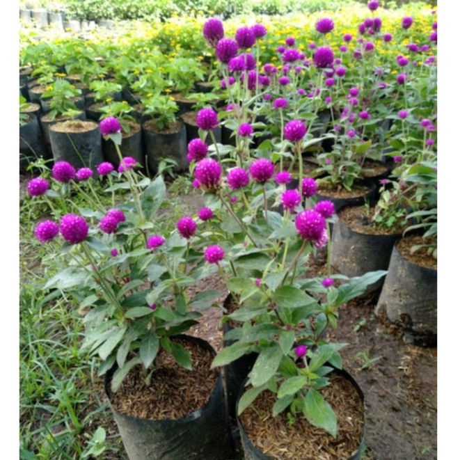 Jual Tanaman Hias - Bunga Kancing | Shopee Indonesia