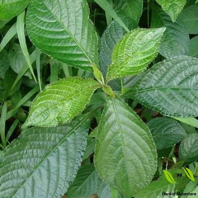 Jual Daun Keji Beling Pecah Beling Strobilanthes Crispus Obat Batu ...