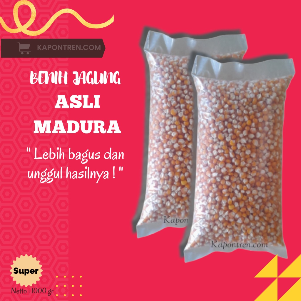 Jual Benih Jagung Super | Benih Jagung Madura | Asli Jagung Lokal ...