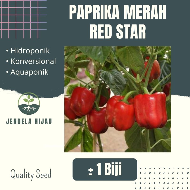 Jual Benih Paprika Merah Red Star Hibrida F Known You Seed Bibit