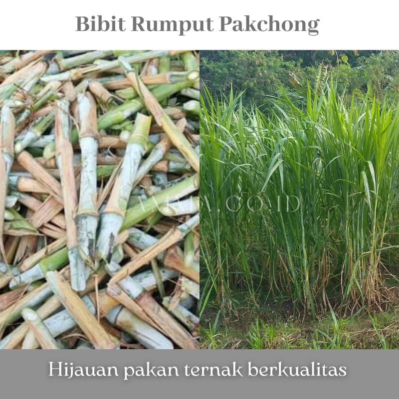 Jual Bibit Rumput Pakchong 1Kg fresh | Shopee Indonesia