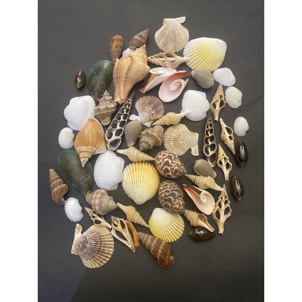 kerang bahan prakarya mix / kulit kerang campur untuk kerajinan & prakarya sekolah