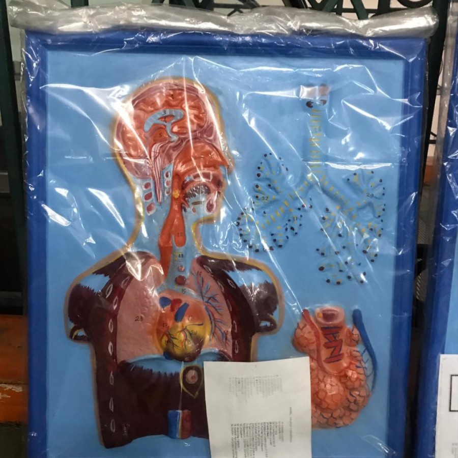 Jual alat peraga model sistem pernapasan pada manusia | Shopee Indonesia