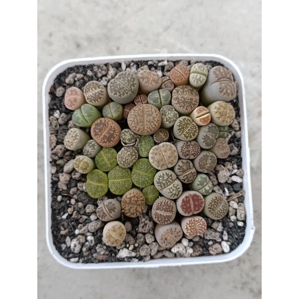 Jual lithops pot 8cm ( isi banyak) | Shopee Indonesia
