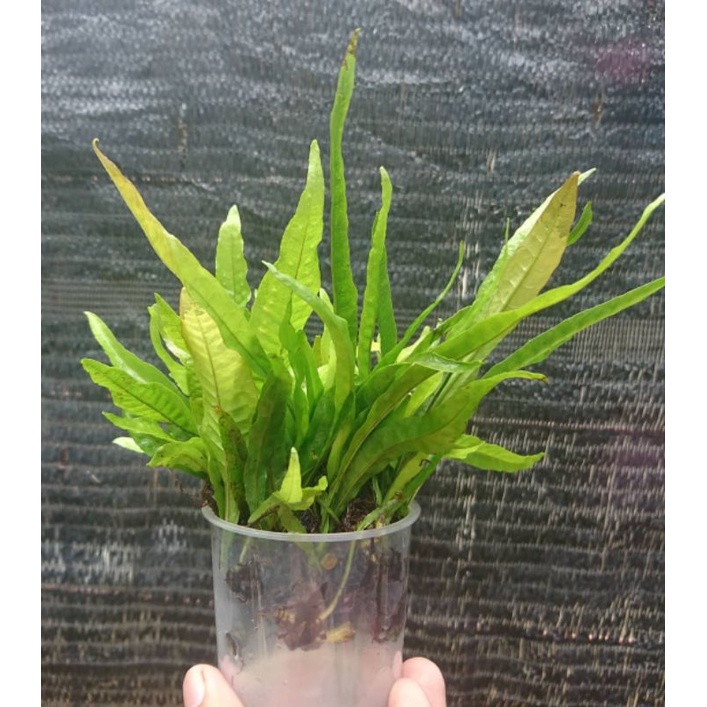 Jual microsorum java fern / tanaman air aquascape / kadaka | Shopee ...