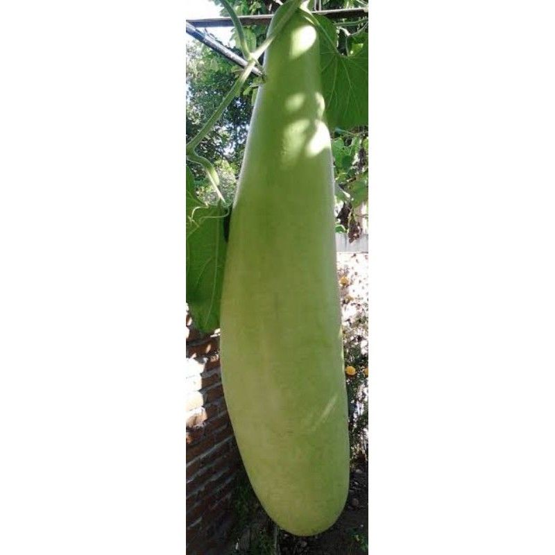 Jual benih labu putih panjang isi 150 biji | Shopee Indonesia