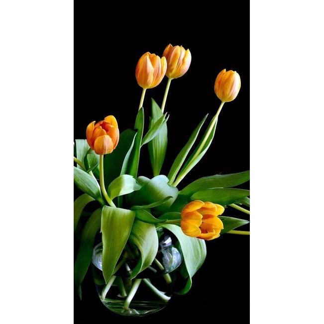 Jual Depan Hiasan dinding gambar bunga tulip ukuran 47x31 foto cetak ...