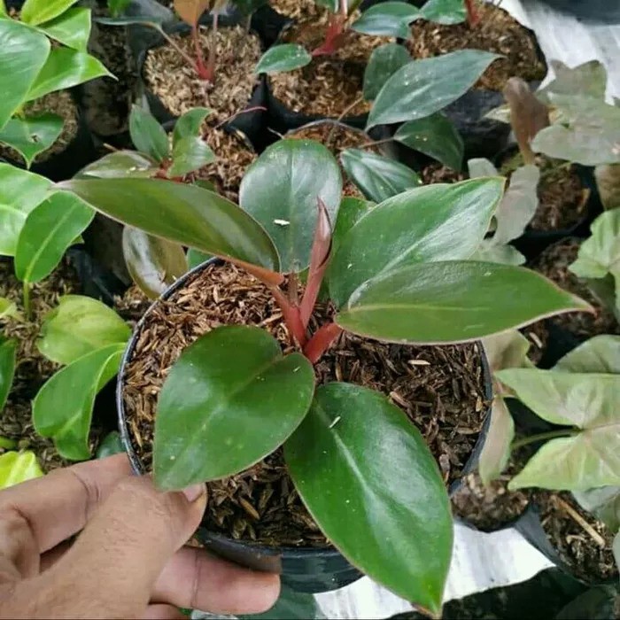 Jual Tanaman Hias Philo Congo merah rimbun | Shopee Indonesia