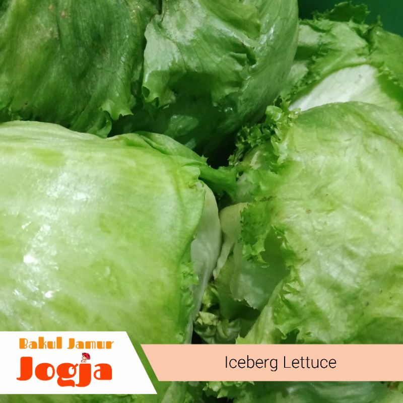 Jual LETTUCE/ICEBERG LETTUCE (1 kg) Shopee Indonesia