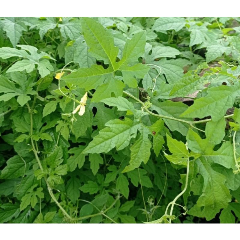 Jual Daun Pare Alas Segar 1 Kg / Daun Pare Hutan / Daun Pare Mini ...