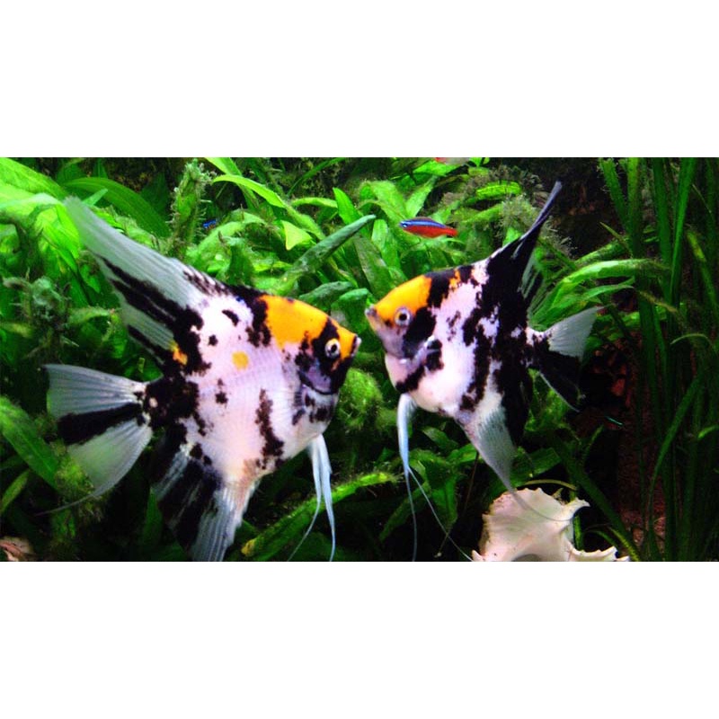 Jual IKAN HIAS MANFISH ANGEL FISH SLAYER AIR TAWAR -+ 5CM | Shopee ...