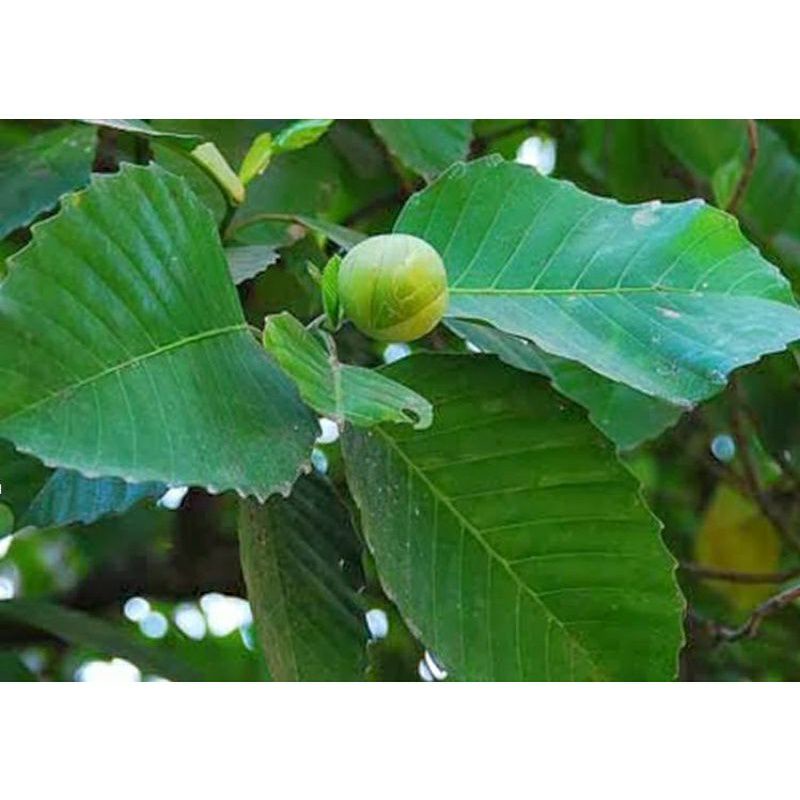 Jual herbal daun Sempur segar 500gram | Shopee Indonesia