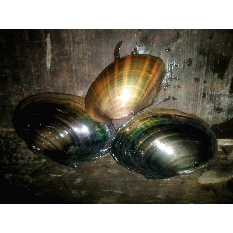 Jual Kijing Kerang Air Tawar Hidup 1 kg Aquaspace dan Herbal (stok