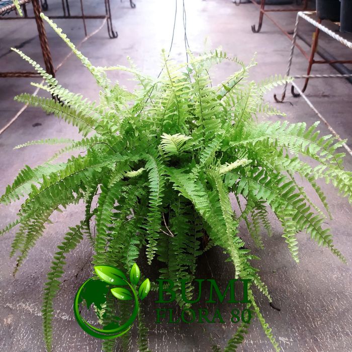 Jual Tanaman hias Pakis kelabang/pakis klabang pot gantung | Shopee ...
