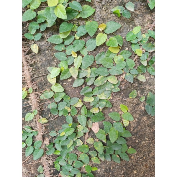 Jual Bibit tanaman rambat dollar daun kecil | Shopee Indonesia