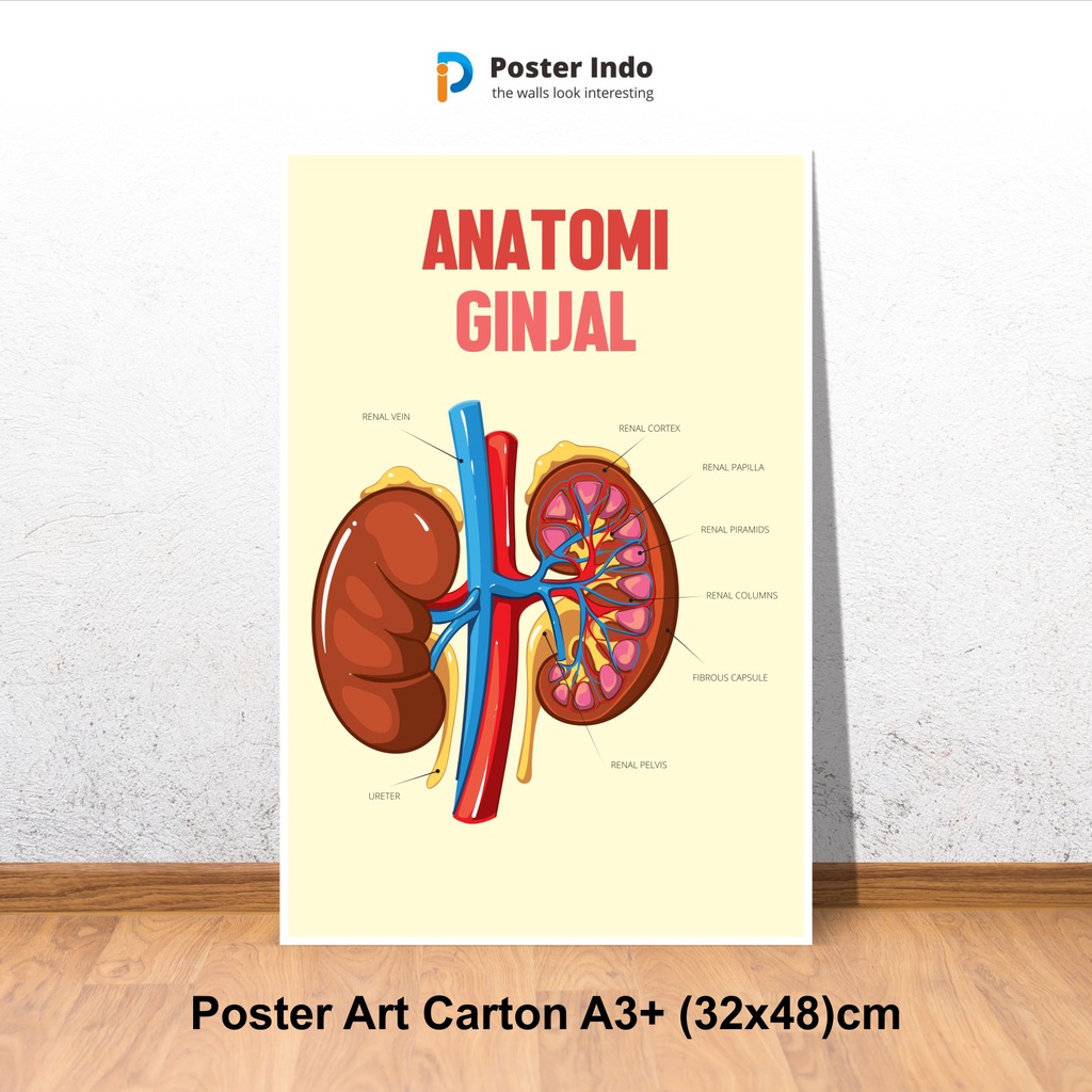 Jual Premium Poster Anatomy Ginjal Shopee Indonesia