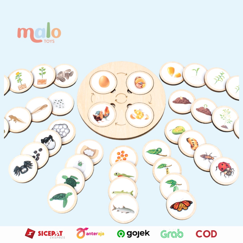 Jual Malotoys Wooden Montessori Life Cycle Board Set Mainan