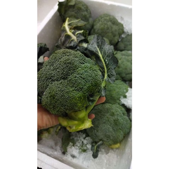 Jual LOLA Langsung Order Langsung Antar Brokoli IMPORT Broccoli 300 gr ...