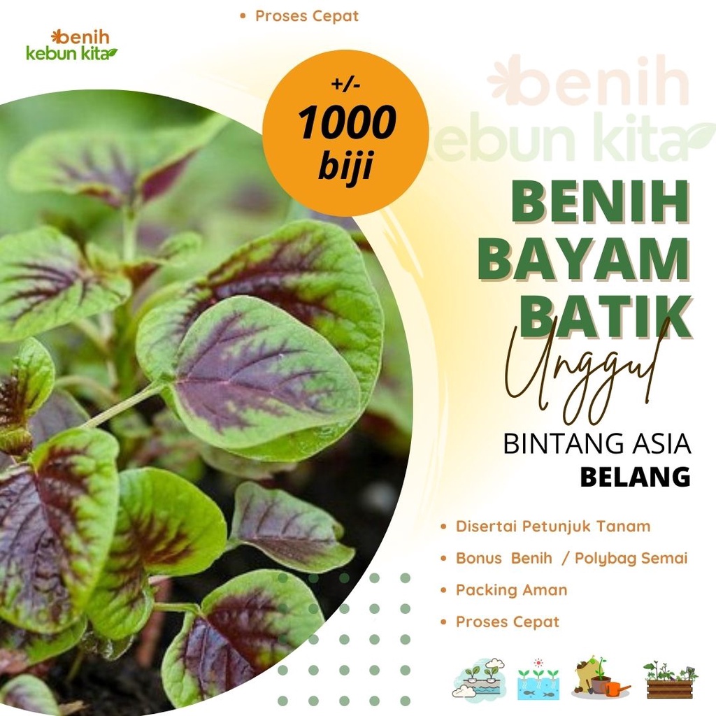 Jual 1000 Biji Benih Bayam Batik Belang Cap Bintang Asia - Bibit ...