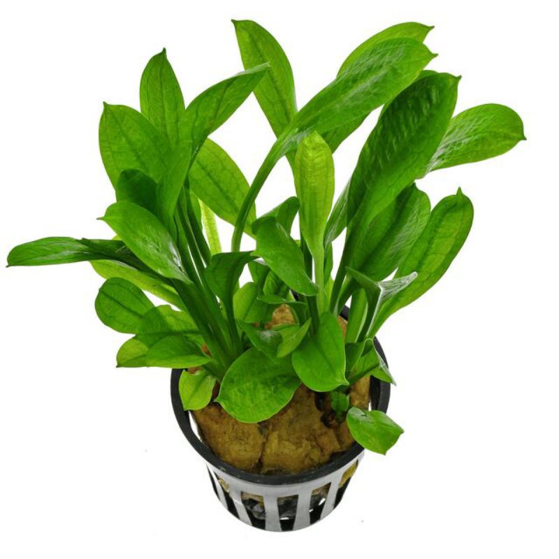 Jual Amazon Sword Aquascape Tanaman Aquascape Shopee Indonesia
