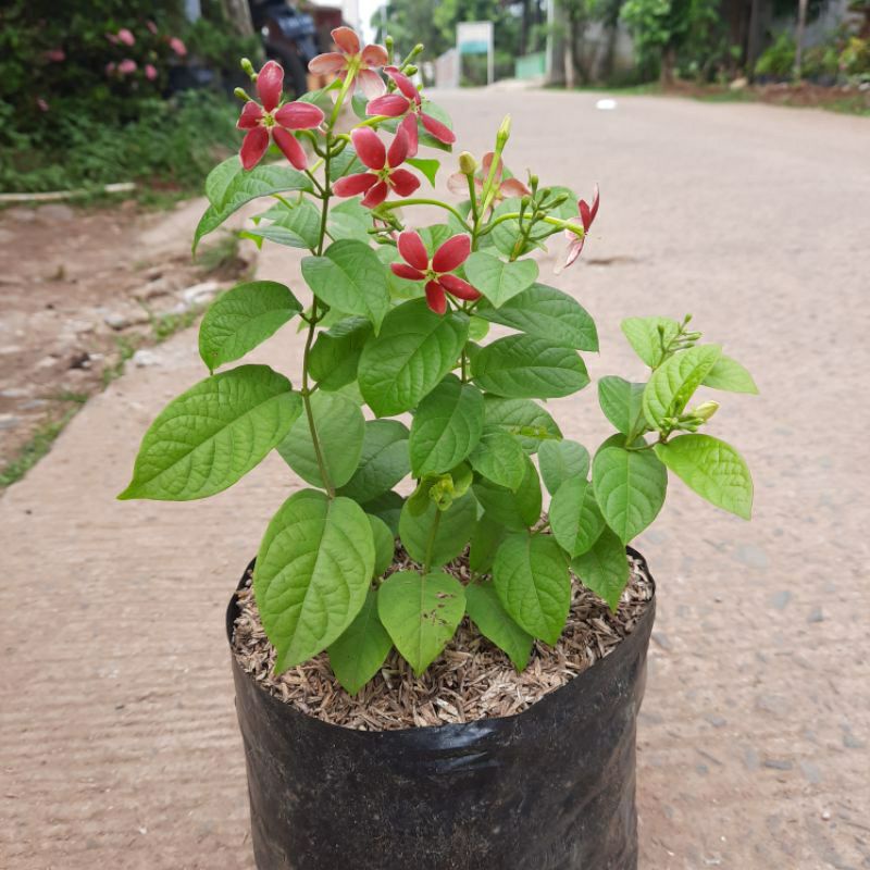 Jual ( RIMBUN ) Tanaman hias melati belanda ukuran rimbun - bunga ...