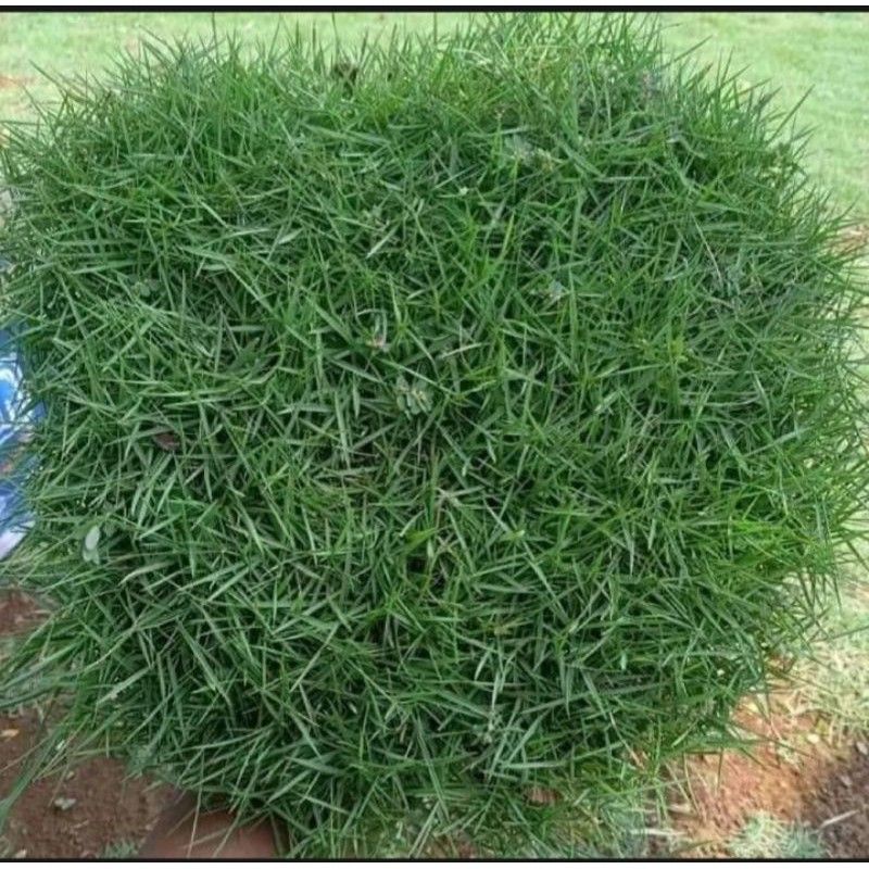 Jual rumput jepang atau rumput peking ukuran 1mx1m | Shopee Indonesia