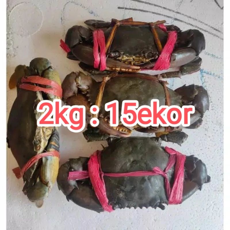 Jual Kepiting Bakau Hidup Kg Isi Shopee Indonesia