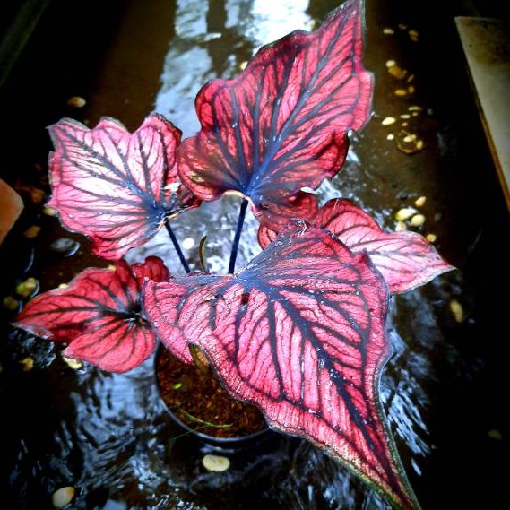 Jual Caladium red stone merah Tanaman Keladi Hias 1-3 daun Merah stone ...