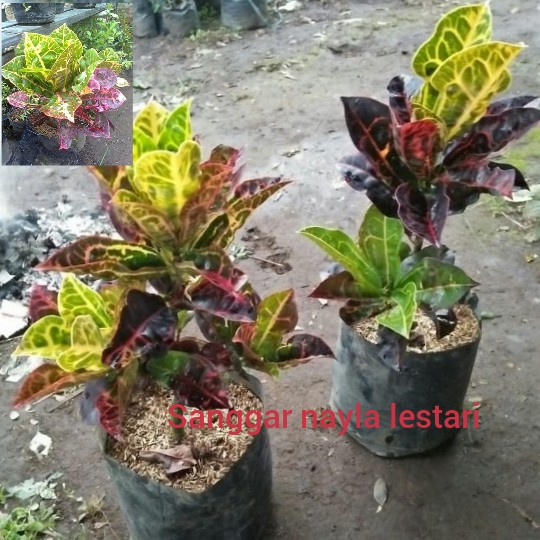 Jual Jual Pohon Puring Kura Jenis Puring Tanaman Hias Murah Shopee Indonesia