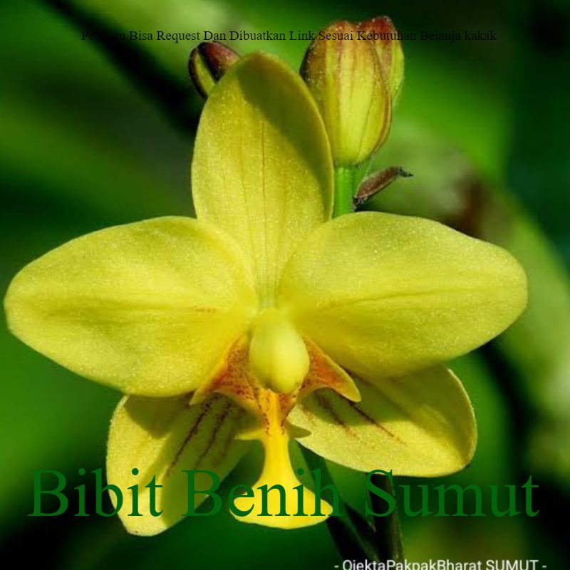 Jual Tanaman Hias Anggtek Plicata Ground Orchids spathoglottis aurea ...