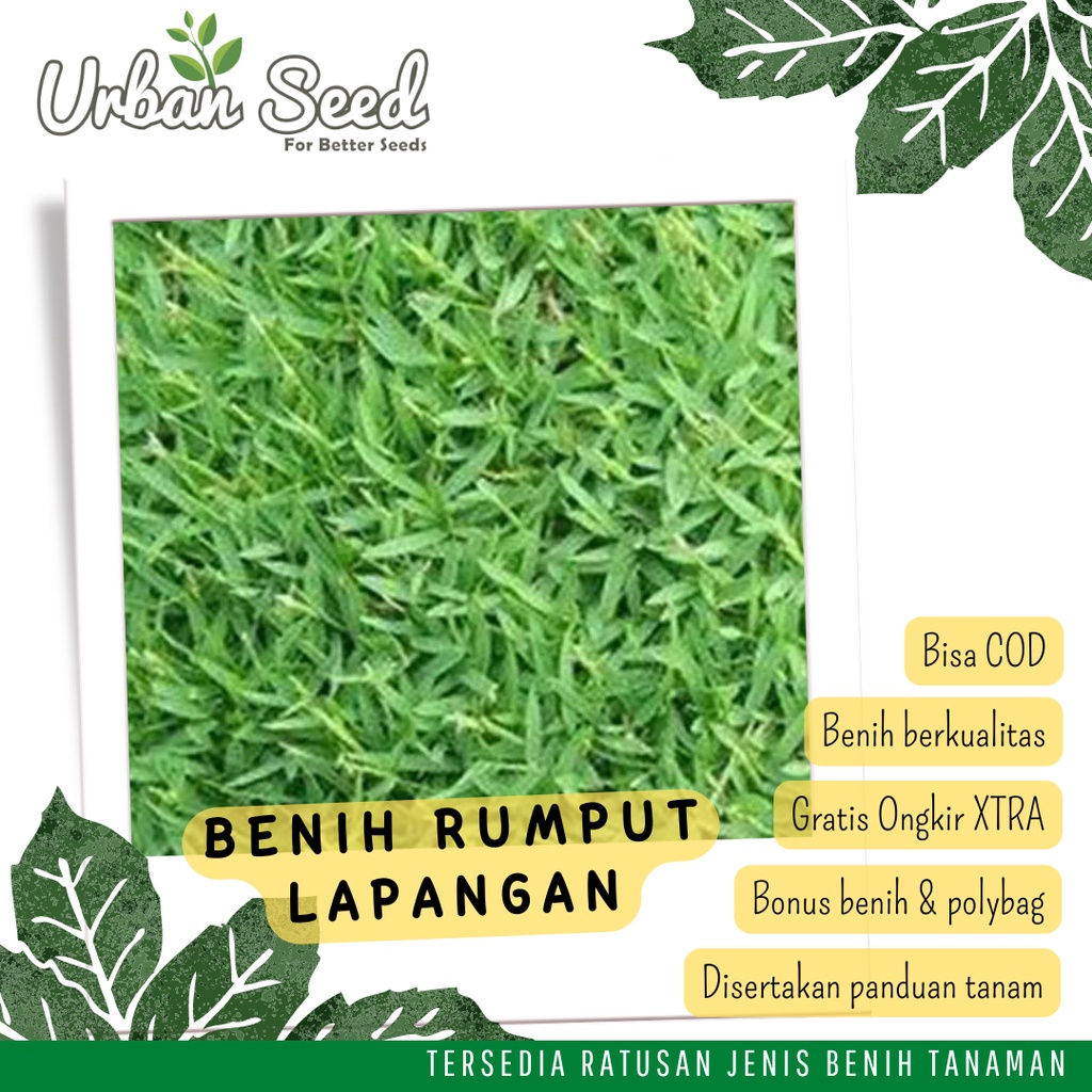 Jual Benih Rumput Taman Rumput Lapangan Rumput Golf Bermuda Grass