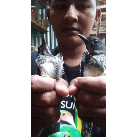 Jual KACER TROTOL JANTAN | Shopee Indonesia