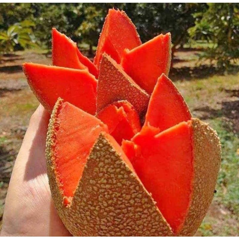 Jual Bibit Mamey Sapote Magana Sawo Raksasa Sawo Meksiko Tinggi 60