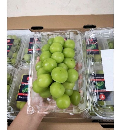 Jual buah anggur shine muscat import super | manis dan tanpa biji ...