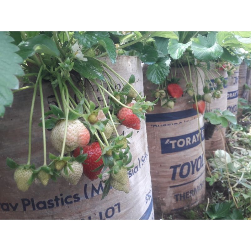 5 bibit strawberry mencir jumbo bandung termurah