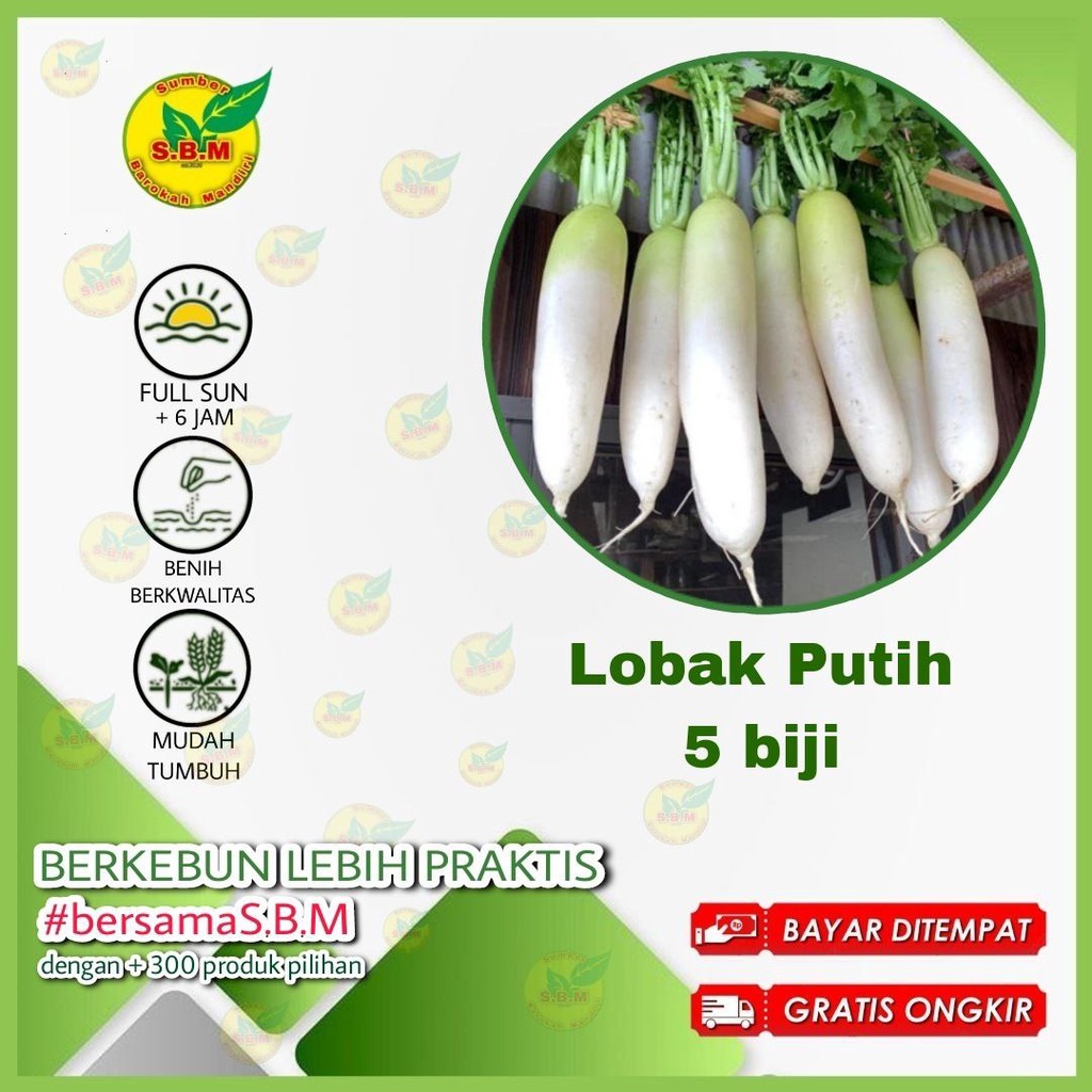 Jual 5 Benih Lobak Putih F1 Hibrida Ming Ho Sayuran Known You Seed