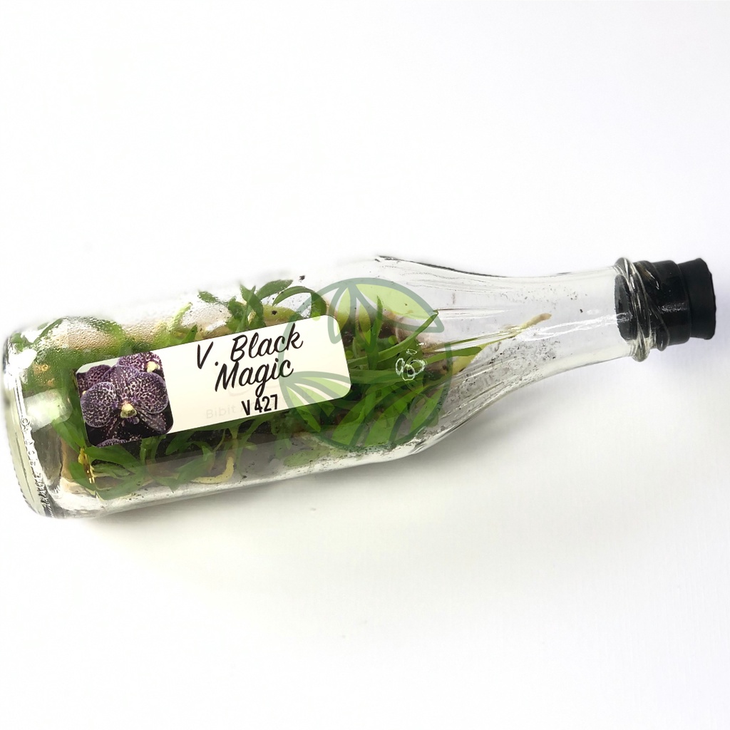 Jual Benih Bunga Anggrek Botolan Siap Tanam Sundul Botol | Shopee Indonesia