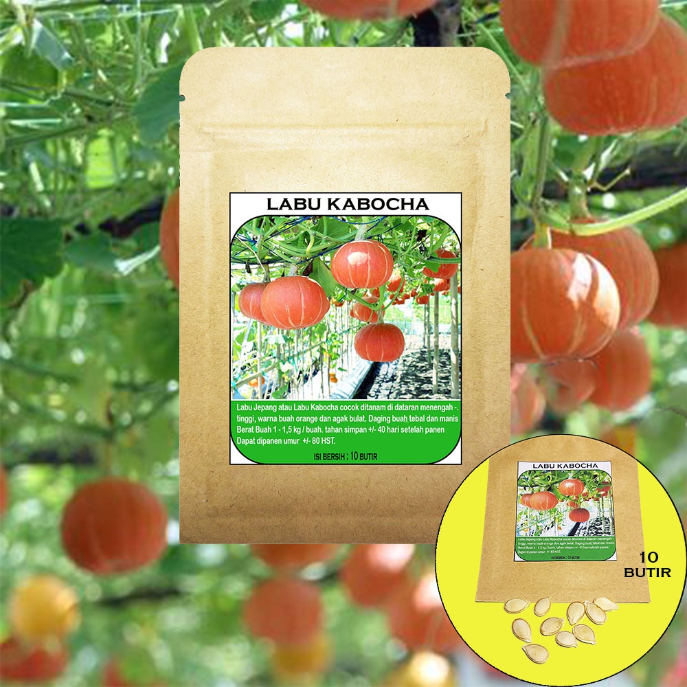 Jual Benih Labu Jepang Kabocha isi 10 Butir | Shopee Indonesia
