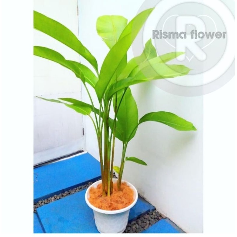 Jual Tanaman Hias Pohon Pisang Heliconia Karibay Promo Tanaman Hias Pohon Pisang Karibay