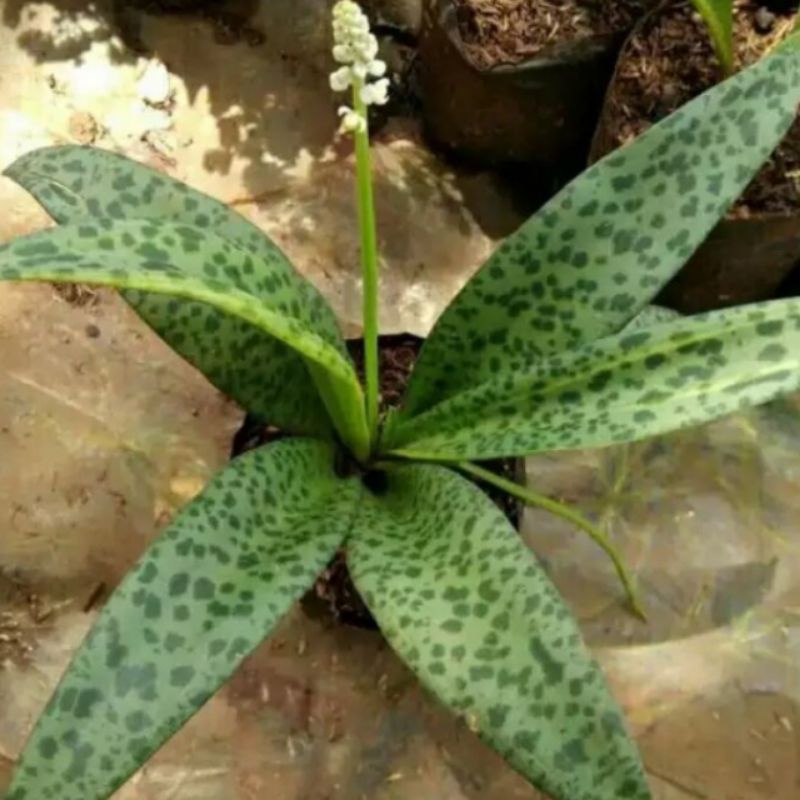 Jual tanaman hias lidah katak / dijual tanpa pot ukuran daun 4-6 daun ...
