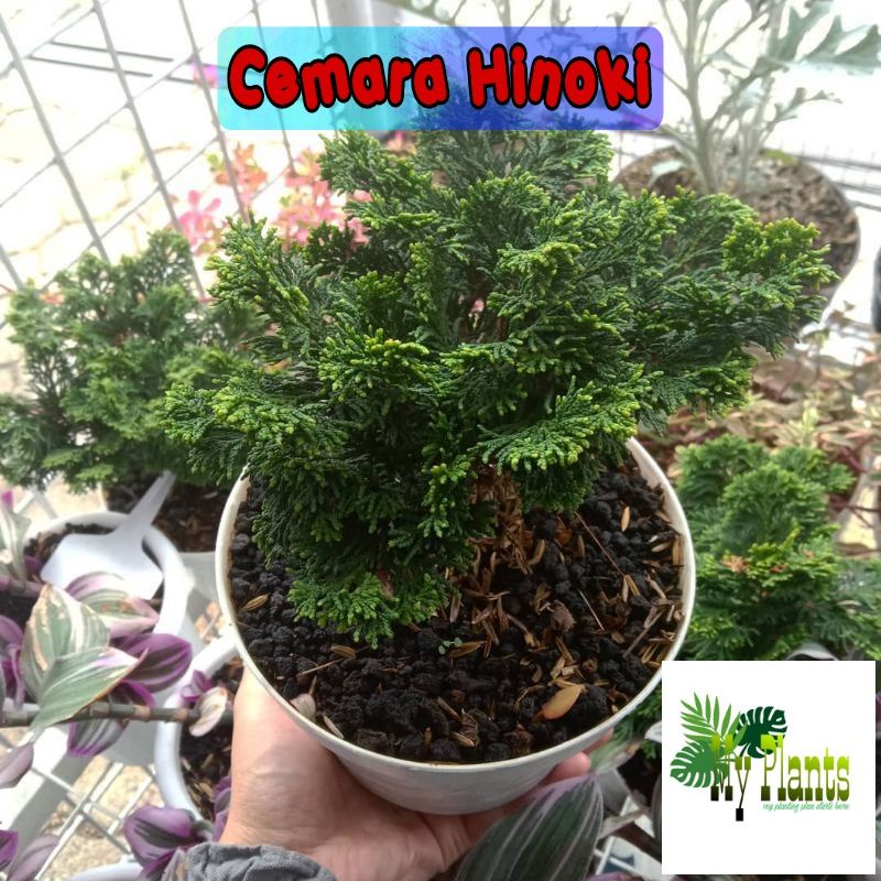 Jual Tanaman Hias Cemara Hinoki Hijau / Inoki Cypress Bahan Bonsai ...