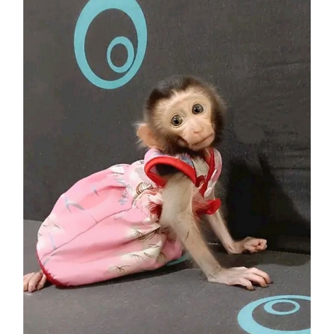 Jual dress monyet lucu | Shopee Indonesia